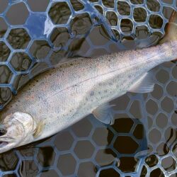 元気いっぱいの魚たち ～岡崎トラウトポンド～